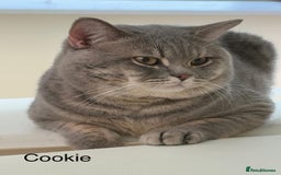 British Shorthair cats for sale: 3 adorable BSH boys looking for forever homes! in London - Image 10