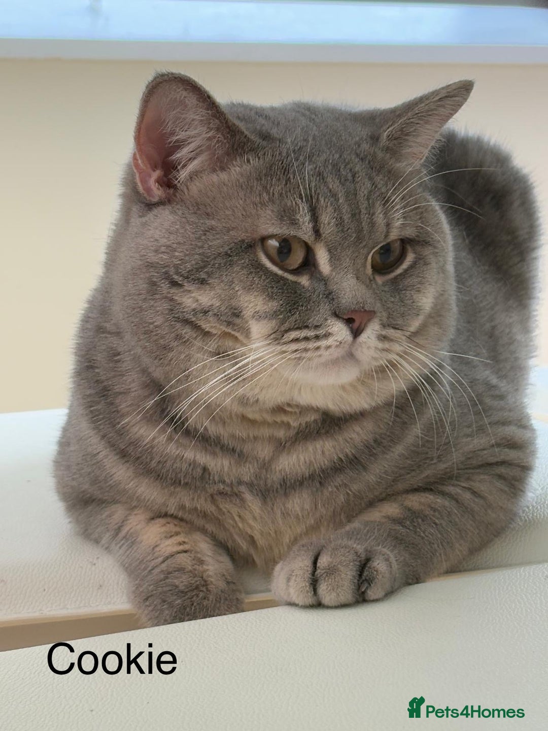 British Shorthair cats for sale: 3 adorable BSH boys looking for forever homes! in London - Image 10