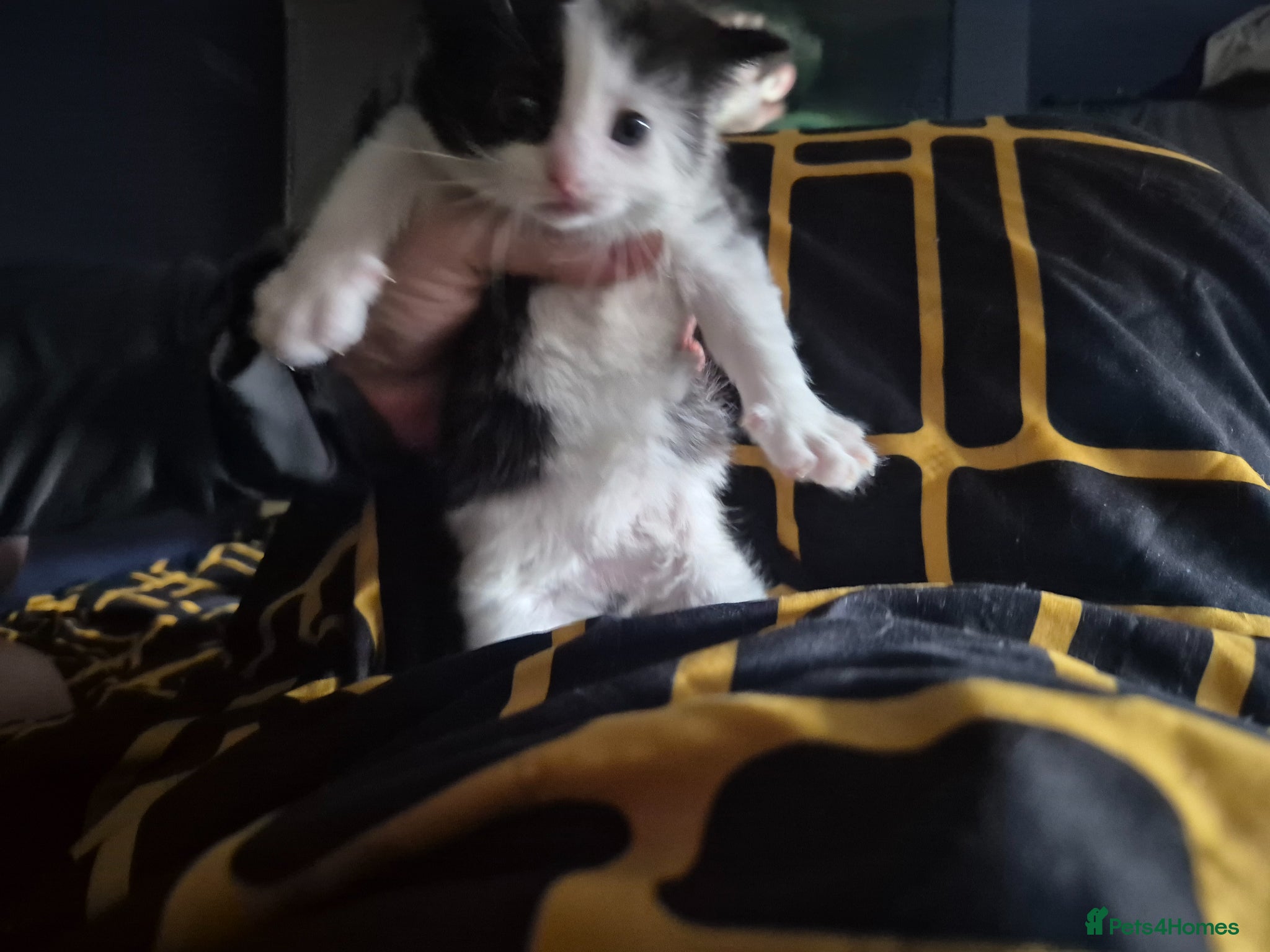 Mixed Breed cats for sale: 3 beautiful kittens - Advert 11