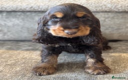 Cocker Spaniel dogs for sale: BEAUTIFUL SHOW TYPE COCKER SPANIELS  - Image 9