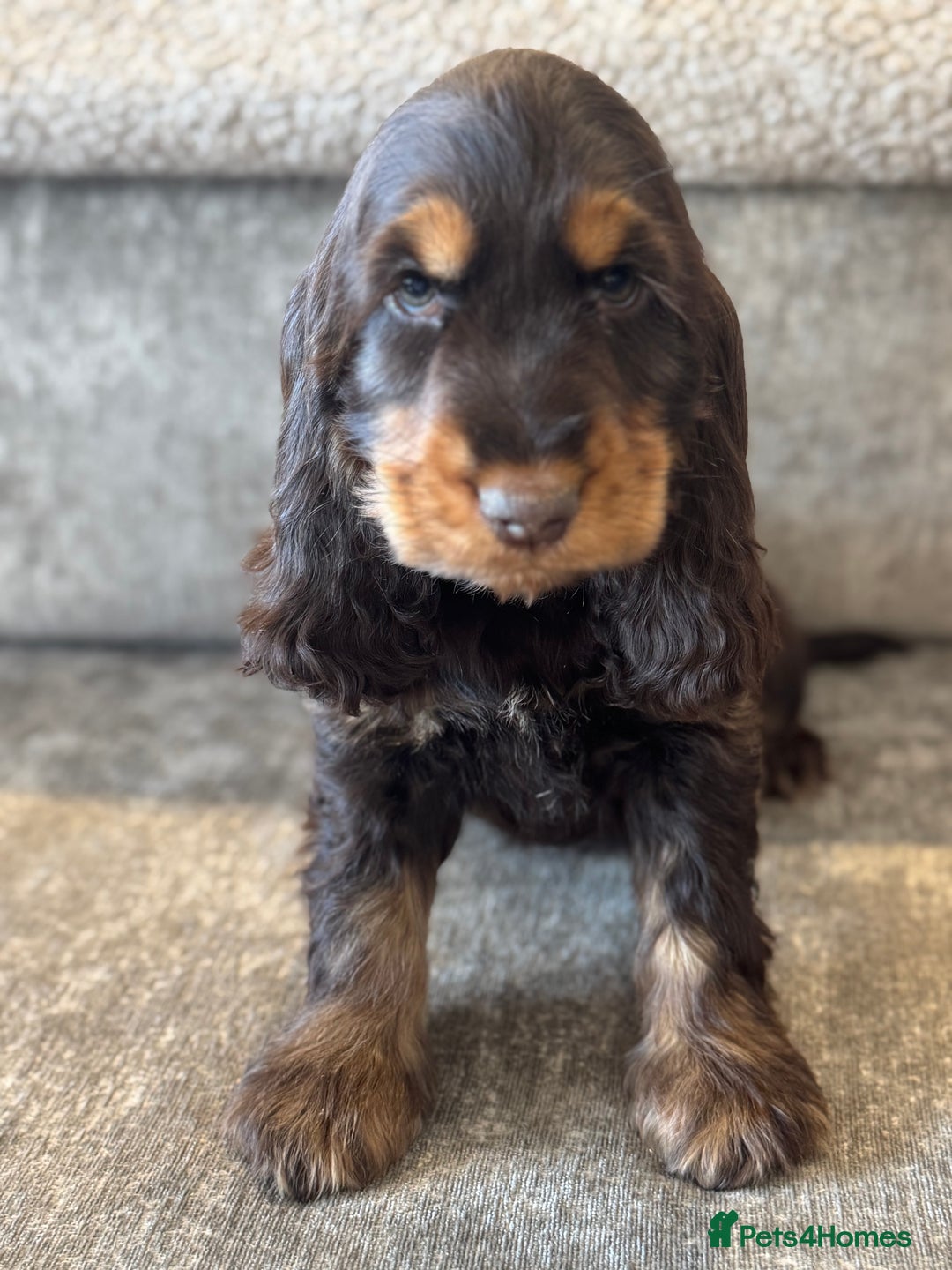 Cocker Spaniel dogs for sale: BEAUTIFUL SHOW TYPE COCKER SPANIELS  - Image 9