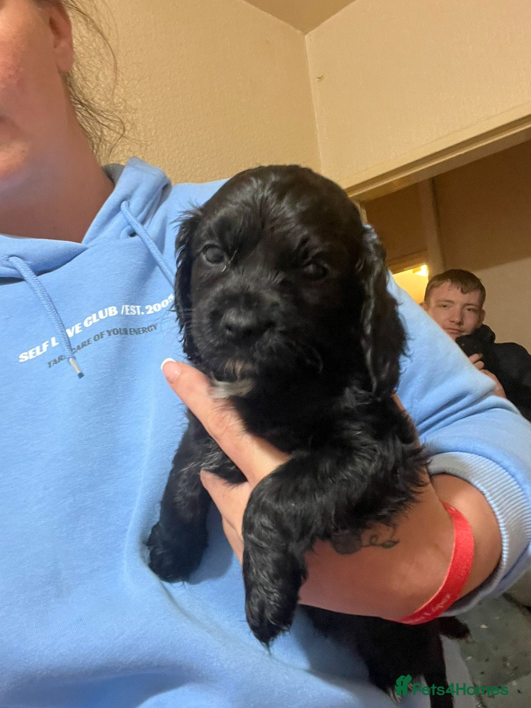 Cockapoo dogs for sale: 2 black stunning girls cockerpoos - Advert 10