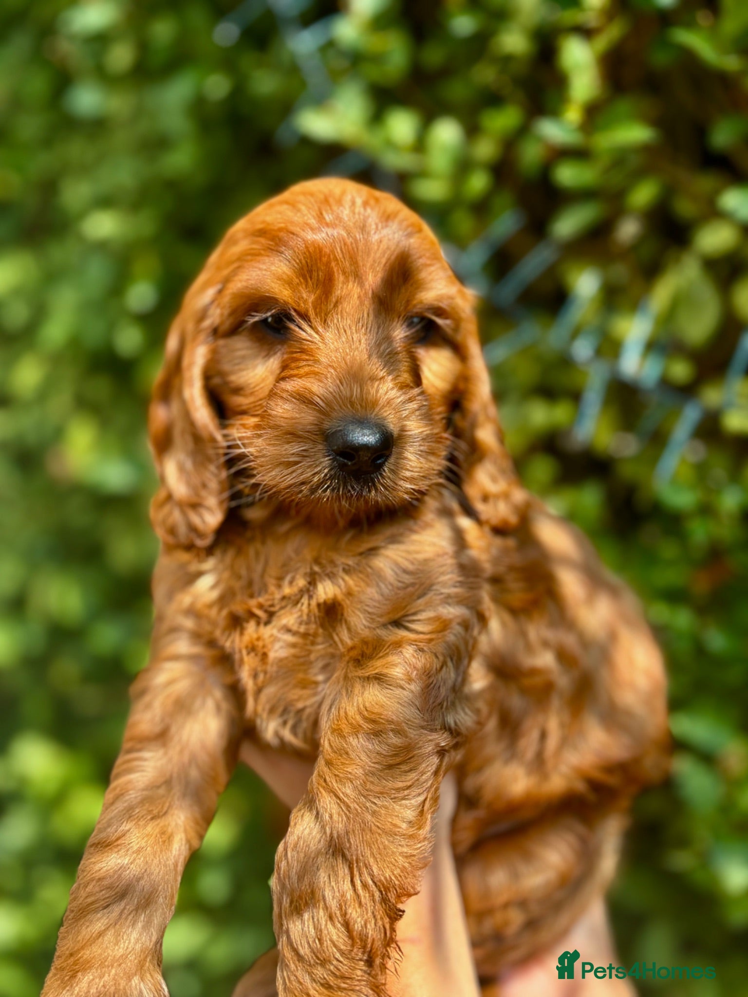Cockapoo dogs F1 Cockapoos  - Advert 1