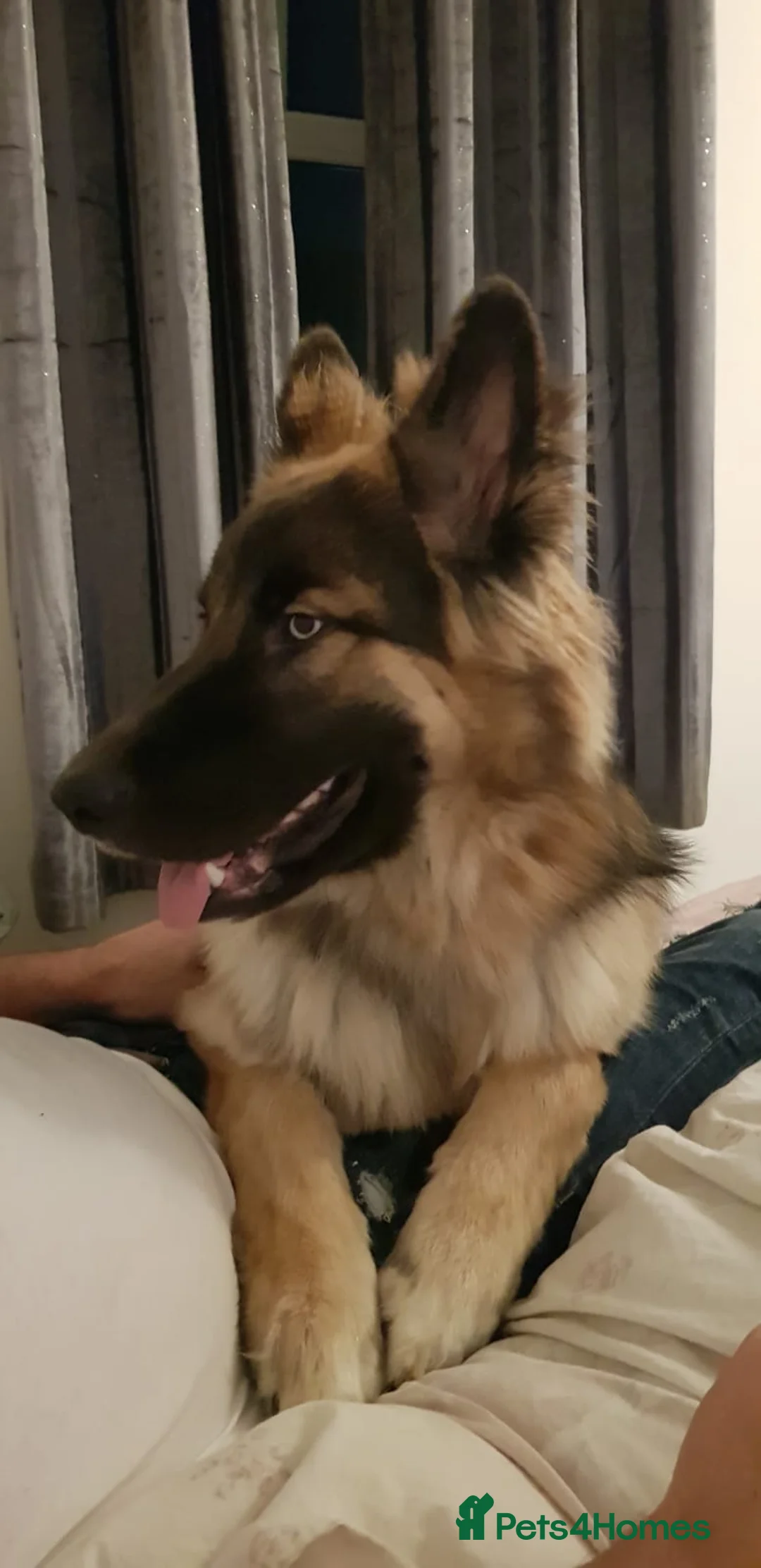 German Shepherd dogs for stud: German Shepard up for stud  in Erith - Advert 14