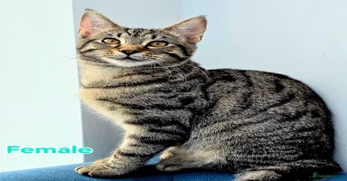 Mixed Breed cats - Advert 1