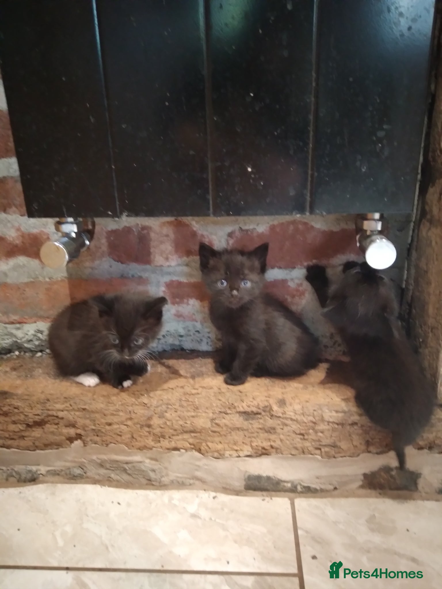 Mixed Breed cats Beautiful kitten's  - Advert 13