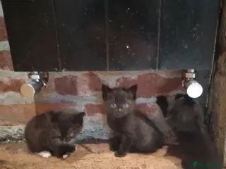 Mixed Breed cats Beautiful kitten's - Advert 13