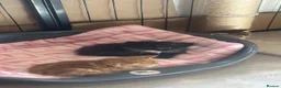Mixed Breed cats for sale: Ragdoll cross domestic longhair kittens  - Advert 11