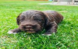 Cockapoo dogs for sale: Beautiful Merle cockapoos - Image 9