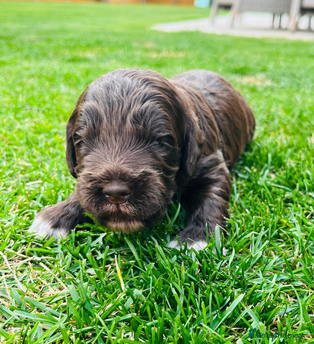 Cockapoo dogs for sale: Beautiful Merle cockapoos - Image 9