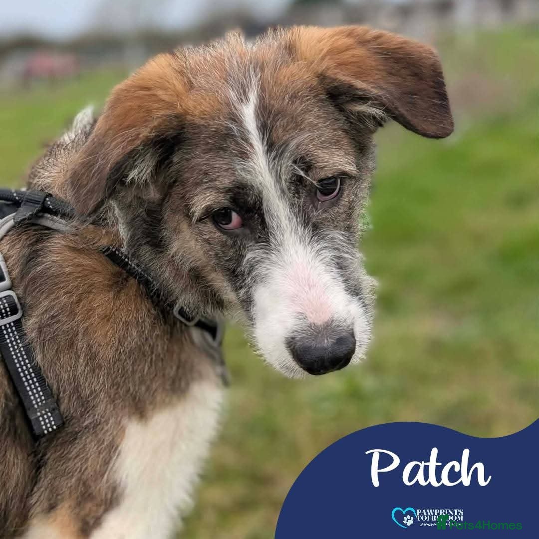 Mixed Breed dogs Meet Patch, currently residing in Essex  - Advert 1