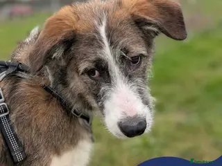 Mixed Breed dogs Meet Patch, currently residing in Essex - Advert 17