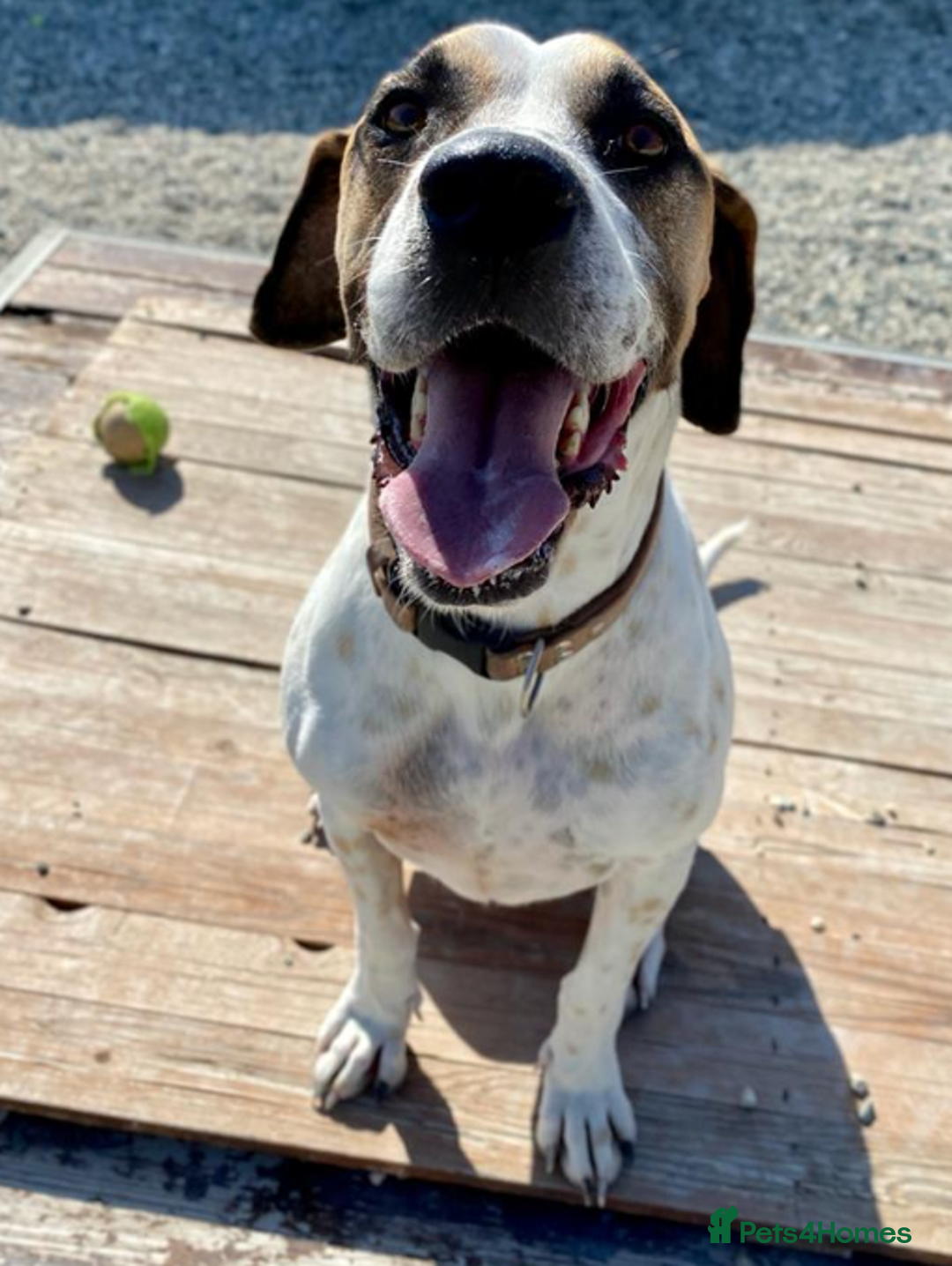 Pointer dogs for adoption: Jeffrey - gentle giant seeks forever cuddles! - Image 8