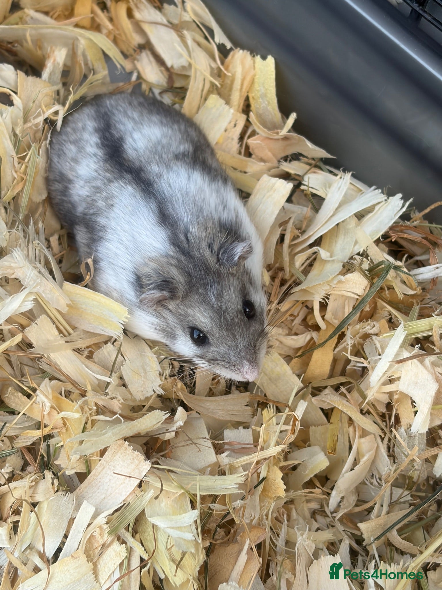 Hamster rodents Dwarf hamsters - Advert 15