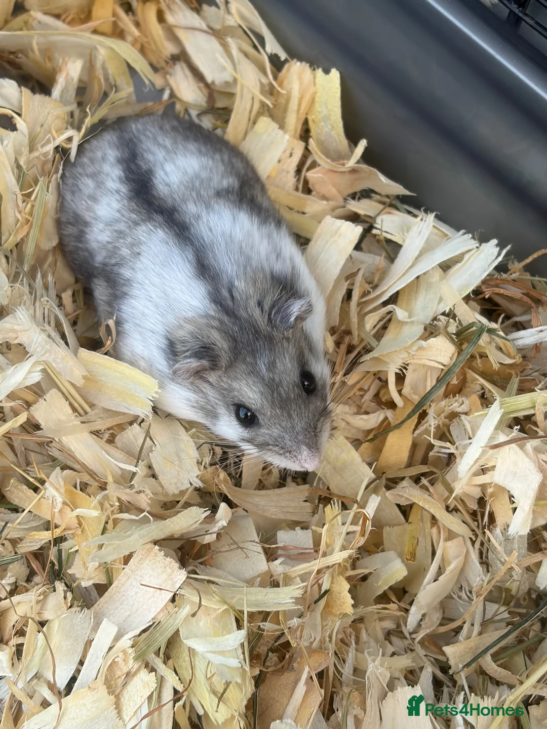 Hamster rodents for sale: Dwarf hamsters - Advert 1