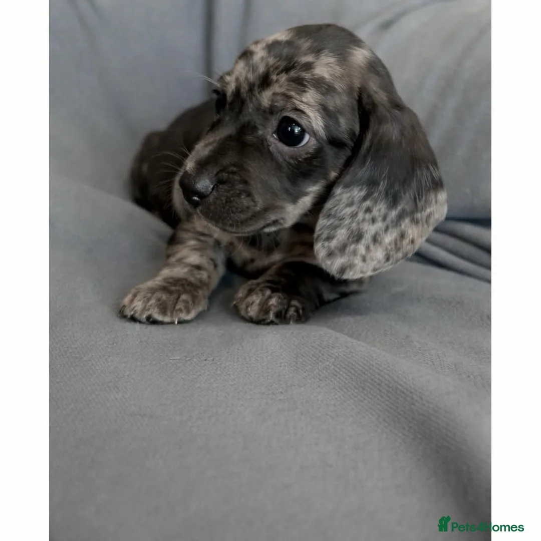 Dachshund dogs for sale: Stunning litter miniature sausage dogs - Advert 9
