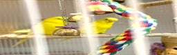Budgerigars birds for sale: Bonded pair of beautiful yellow budgies  - Advert 12