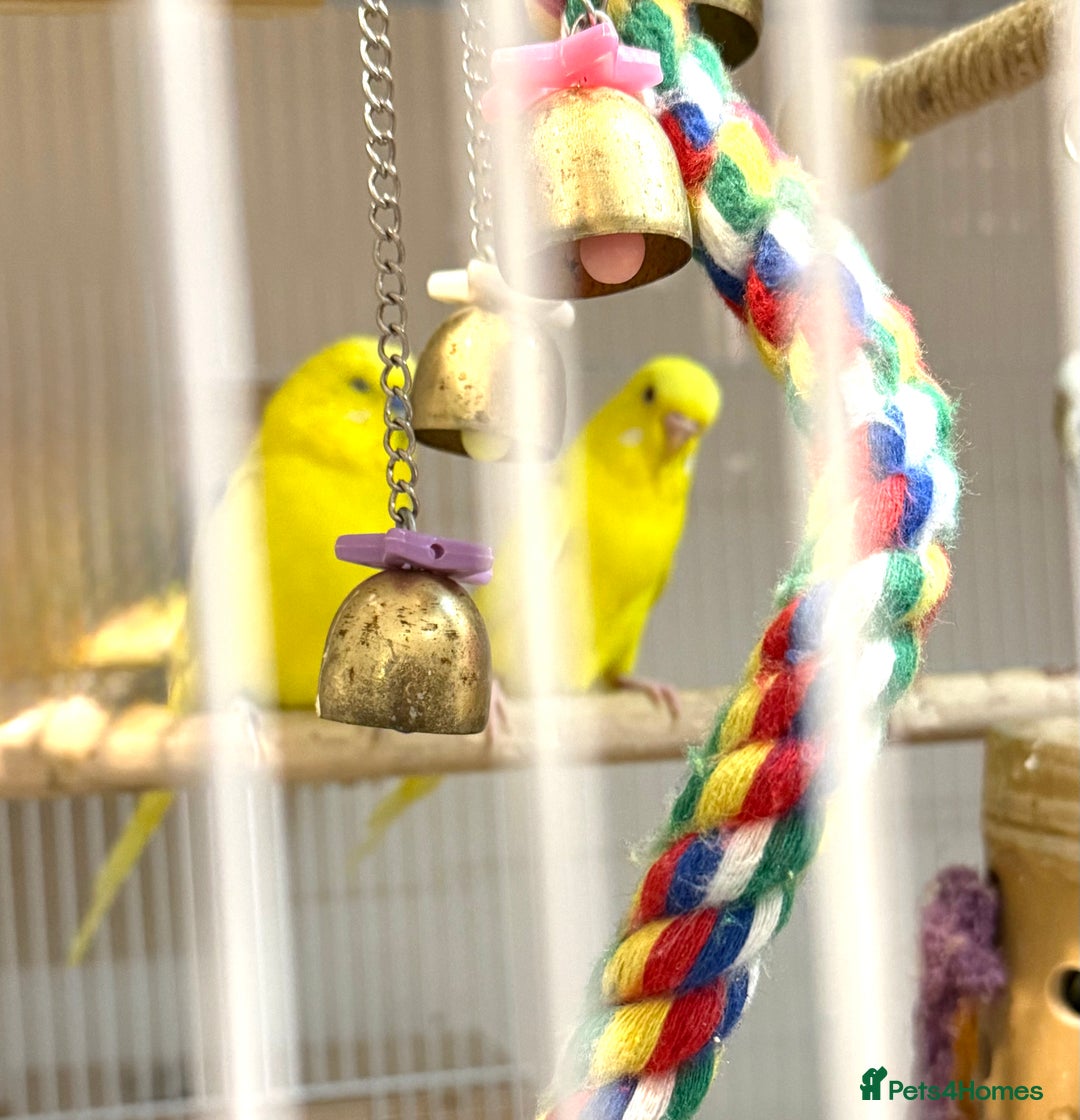 Budgerigars birds for sale: Bonded pair of beautiful yellow budgies  - Advert 12