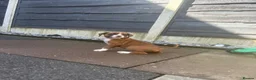 Boxer dogs for sale: Stunning boxer puppies for sale - Advert 6