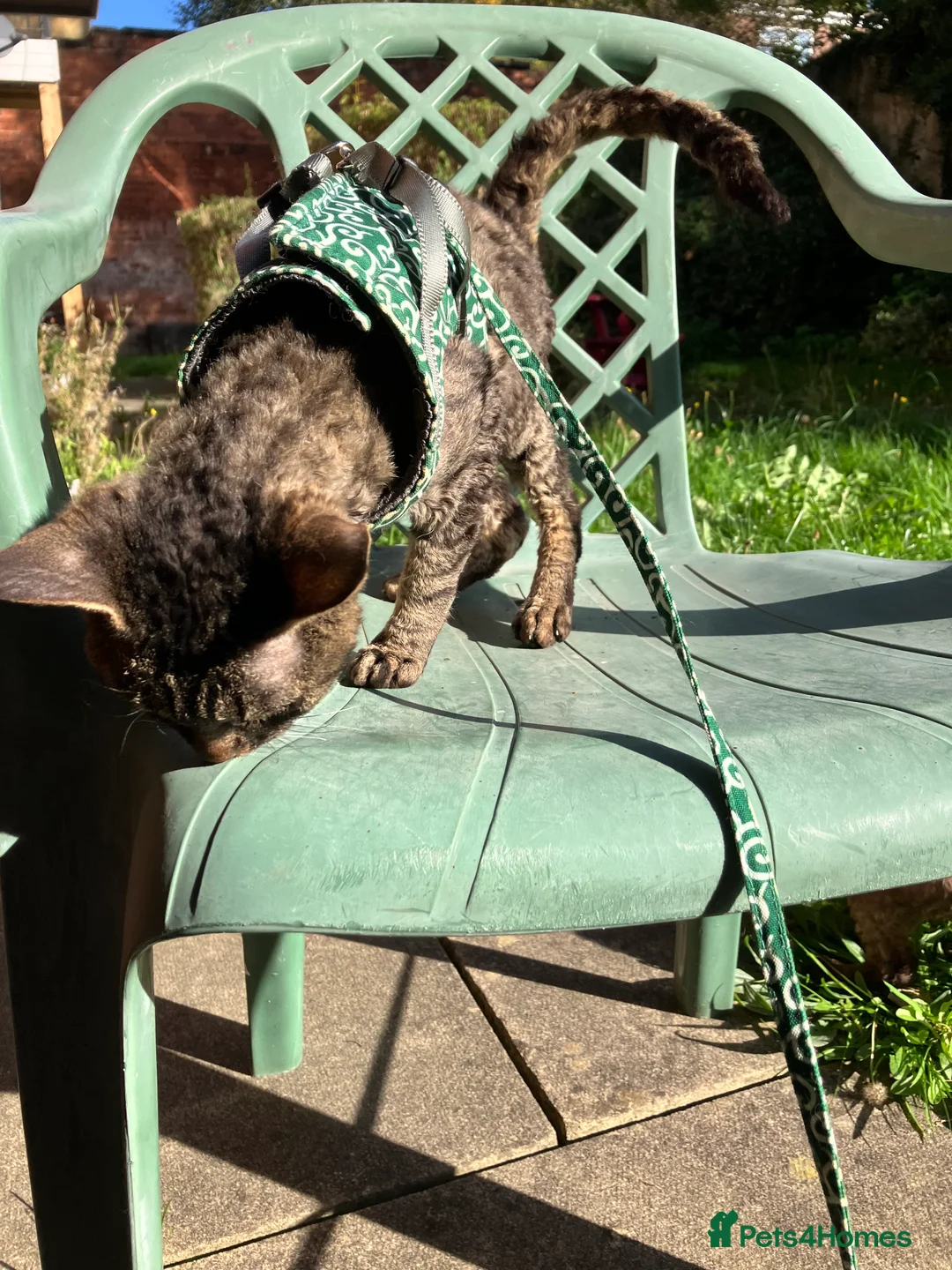 Devon Rex cats for sale: GCCF Registered Young Adult Females - Advert 5