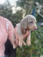 Miniature Dachshund dogs - Advert 2