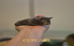Hamster rodents for sale: 8 week old Female Sable Pedigree Syrian Hamster - Image 5