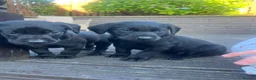 Labrador Retriever dogs for sale: Purebred Labrador Puppies in Lochgelly - Advert 5