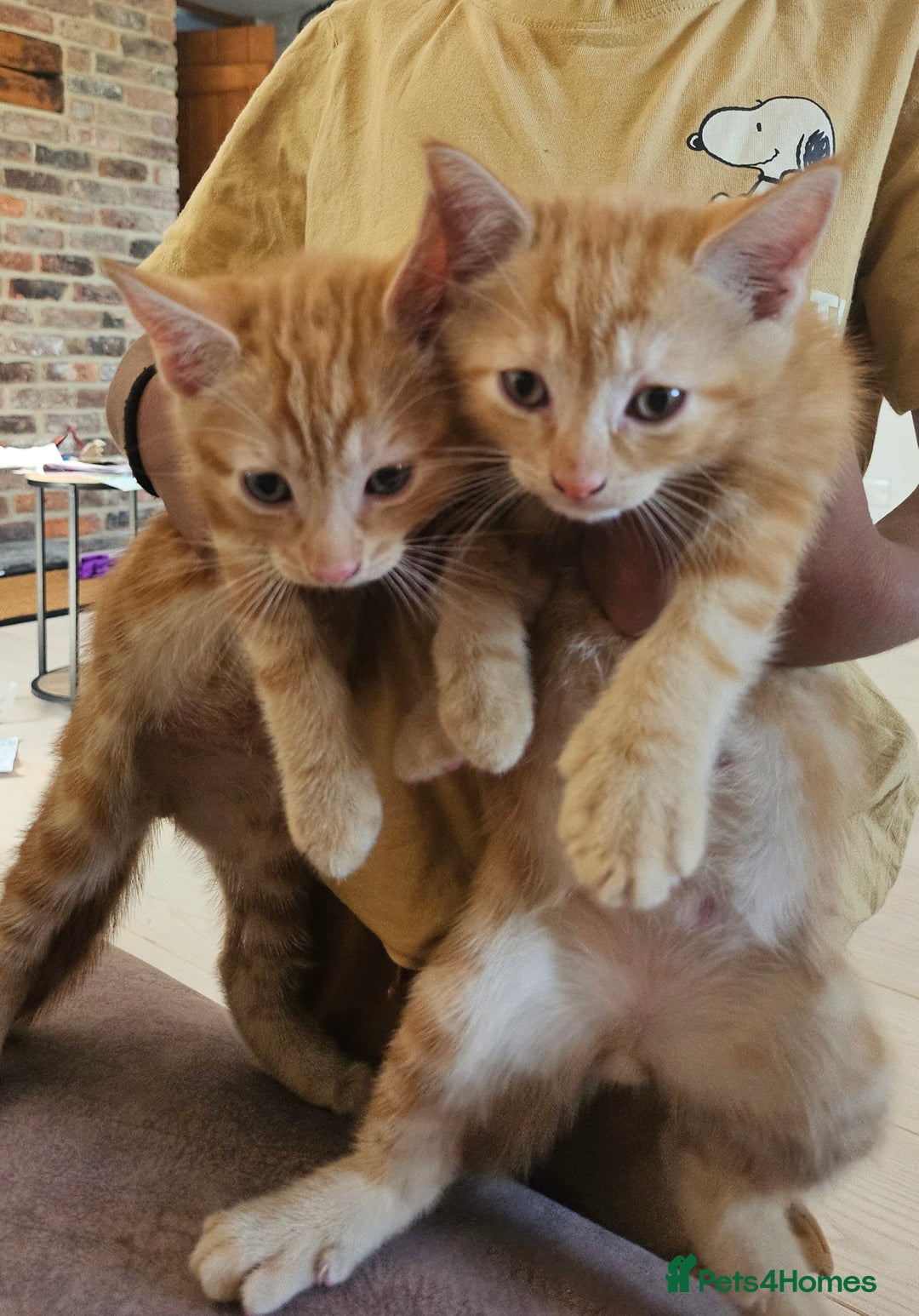 Mixed Breed cats for sale: 4 adorable kittens | ragdoll mix - Image 8