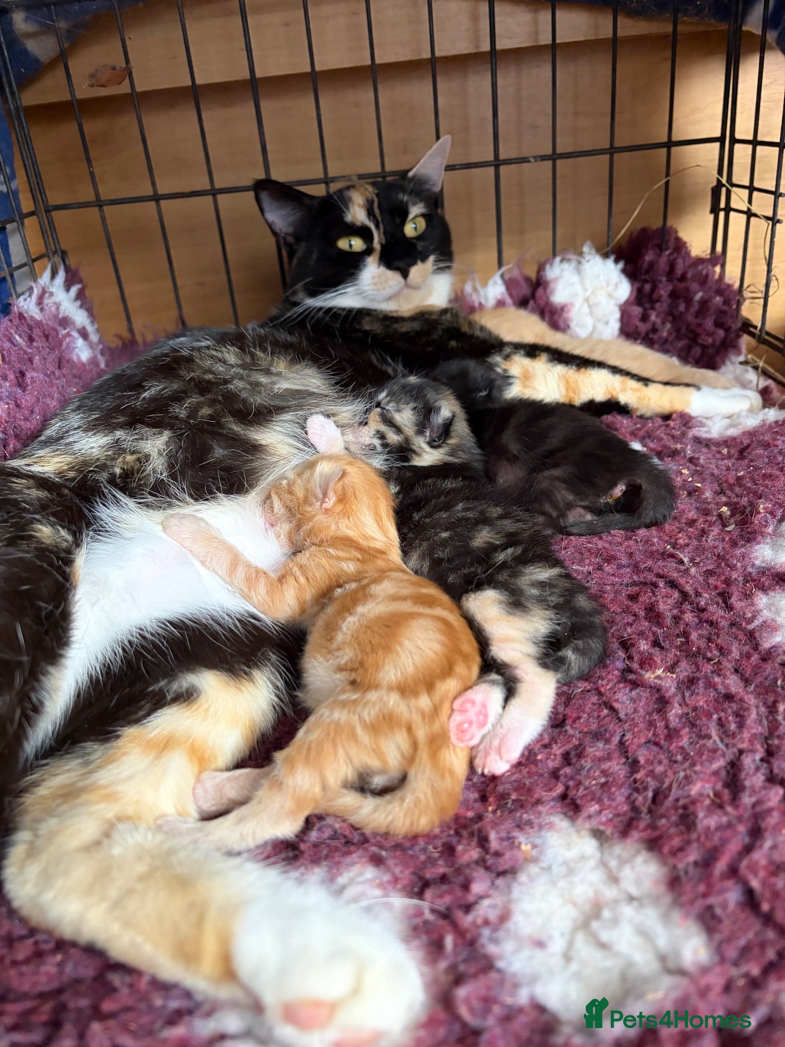 Mixed Breed cats Amazing kittens Gingers and lovely colours  - Advert 2