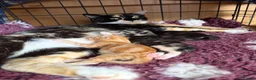 Mixed Breed cats for sale: Amazing kittens Gingers and lovely colours  - Advert 1