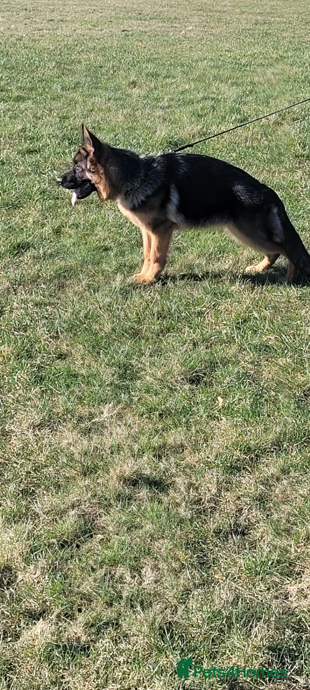 German Shepherd dogs for sale: German Shepherd Male 7 Months old KC Registered in Cumnock - Advert 2