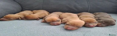Chiweenie 1