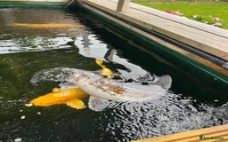 Koi Carp fish for sale: Two Koi Carp - Image 5