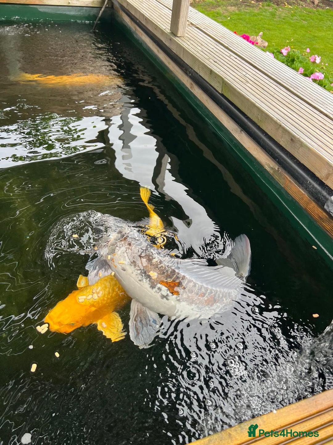 Koi Carp fish for sale: Two Koi Carp - Image 5