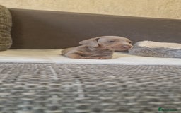 Dachshund dogs for sale: 2 girls and 1 boy miniature dachshund puppies  - Image 28