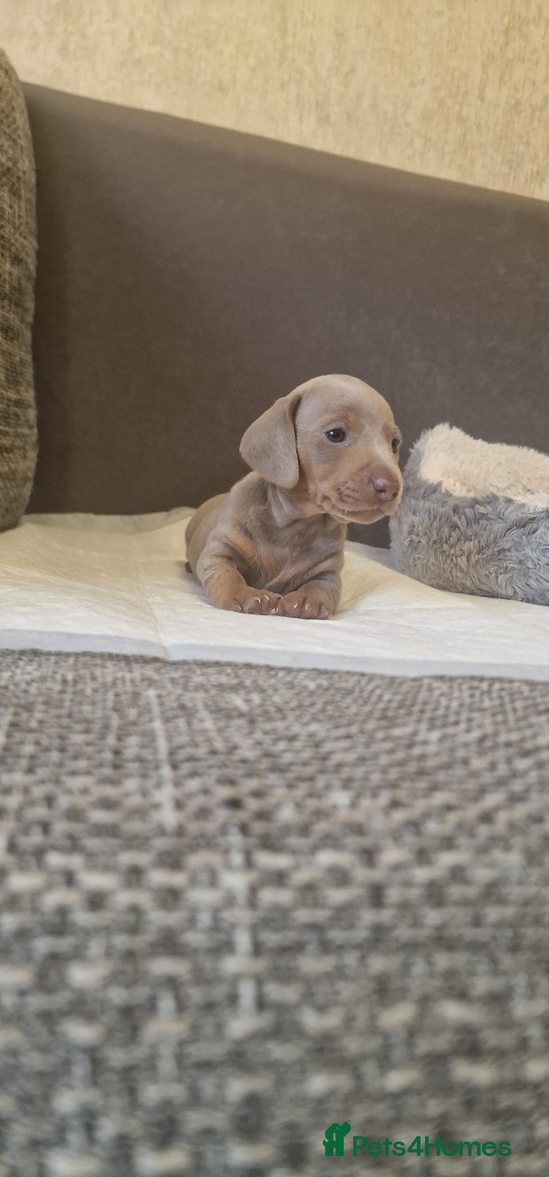 Dachshund dogs for sale: 2 girls and 1 boy miniature dachshund puppies  - Image 28
