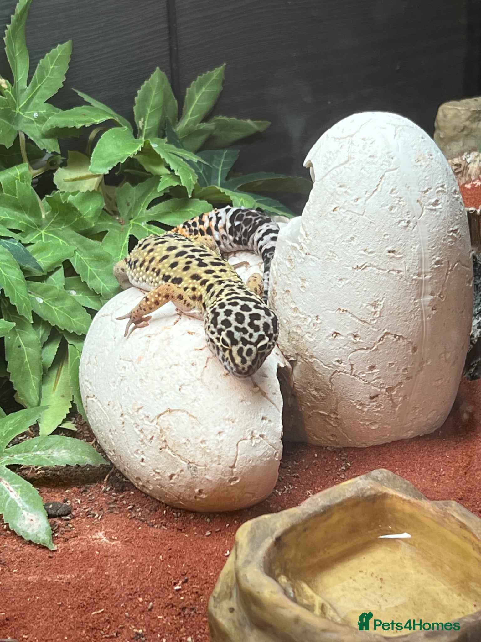 Leopard Gecko reptiles for sale: Female Leopard Gecko with Complete Vivarium Setup in Southampton - Advert 1
