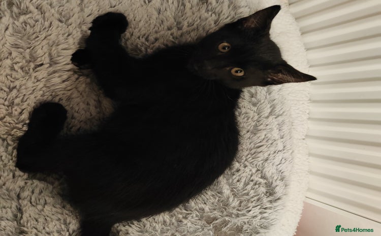 Mixed Breed cats - Advert 3