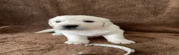 Golden Retriever dogs for sale: 7 Beautiful Golden retriever puppies  - Advert 27