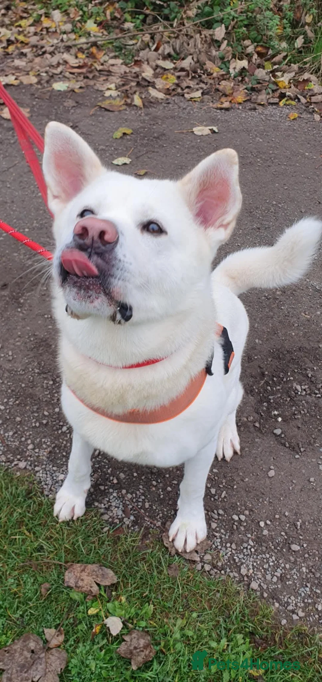 Akita dogs for adoption: Baby Bear in Worksop - Advert 3