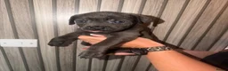Cane Corso dogs for sale: Cane corso puppies  - Advert 7