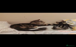 British Longhair cats for sale: Fluffy Male Kitten - Advert 11