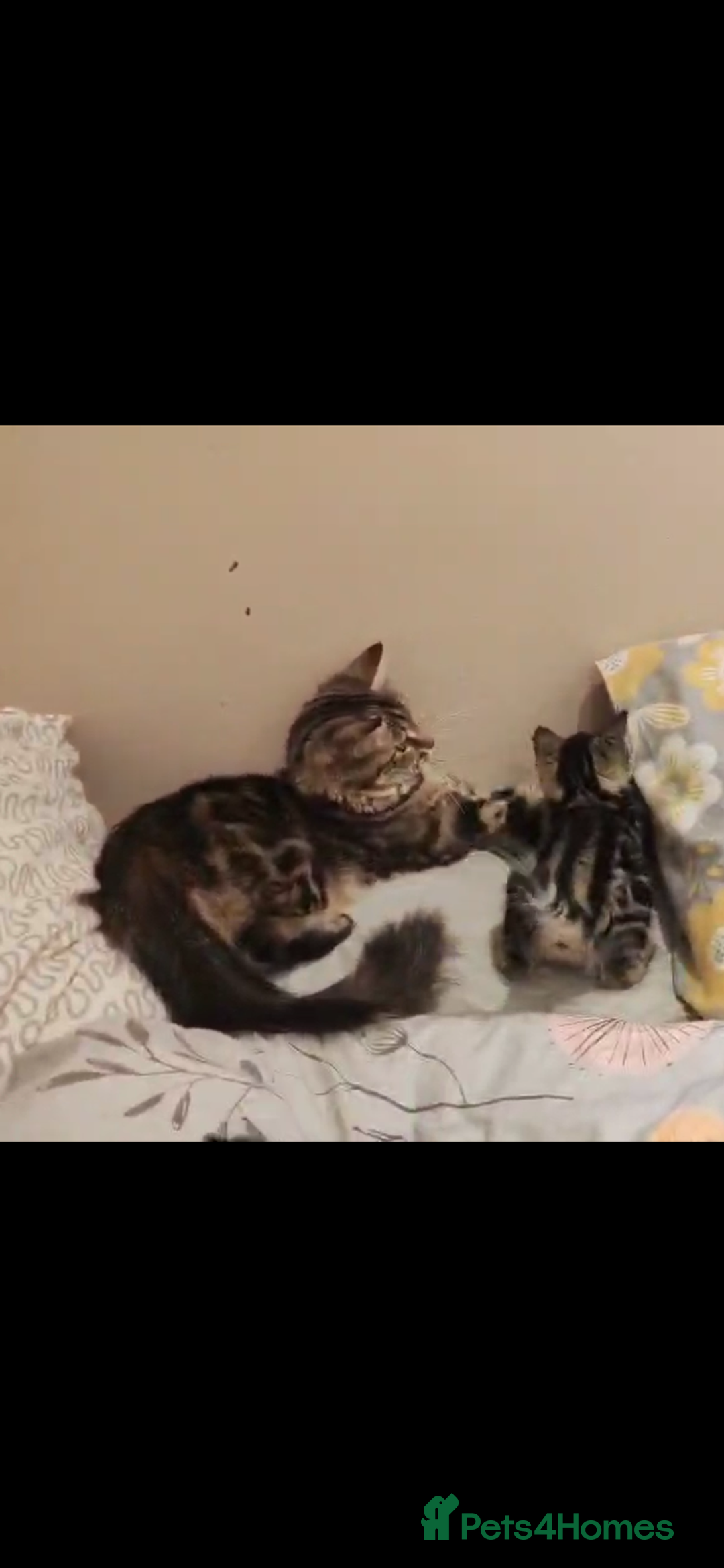 British Longhair cats for sale: Fluffy Male Kitten - Advert 11