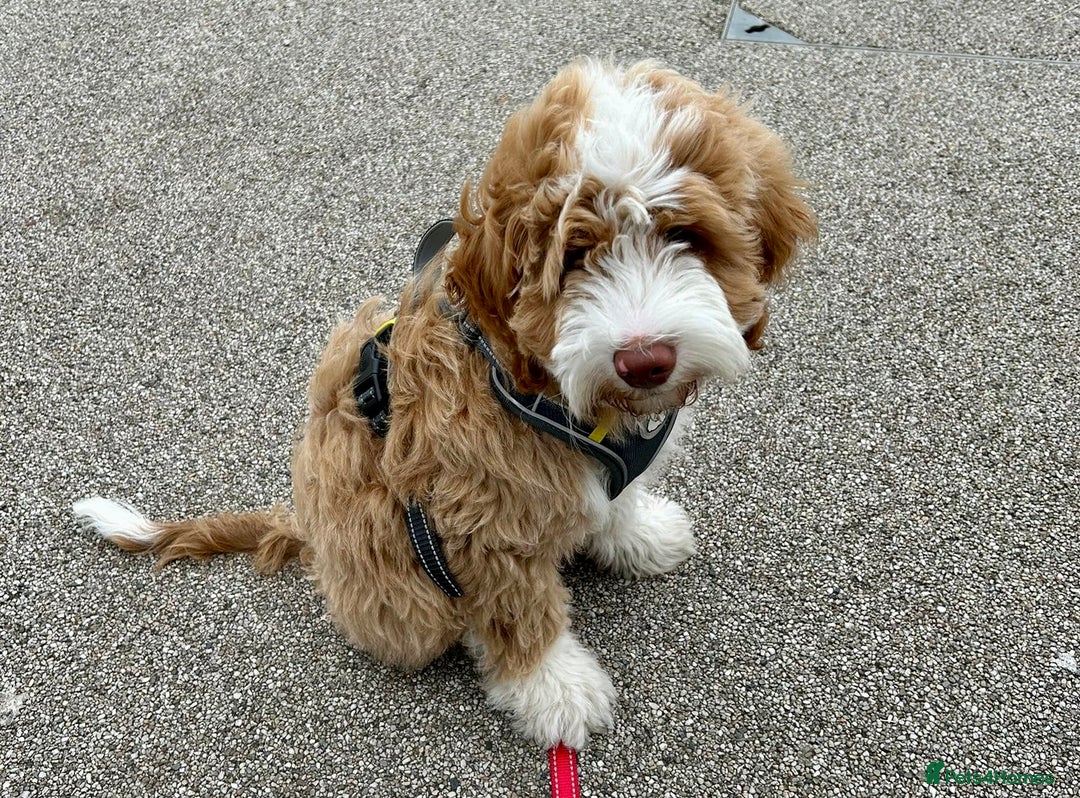 Australian Labradoodle dogs for sale: Australian Labradoodle Pups - Advert 3
