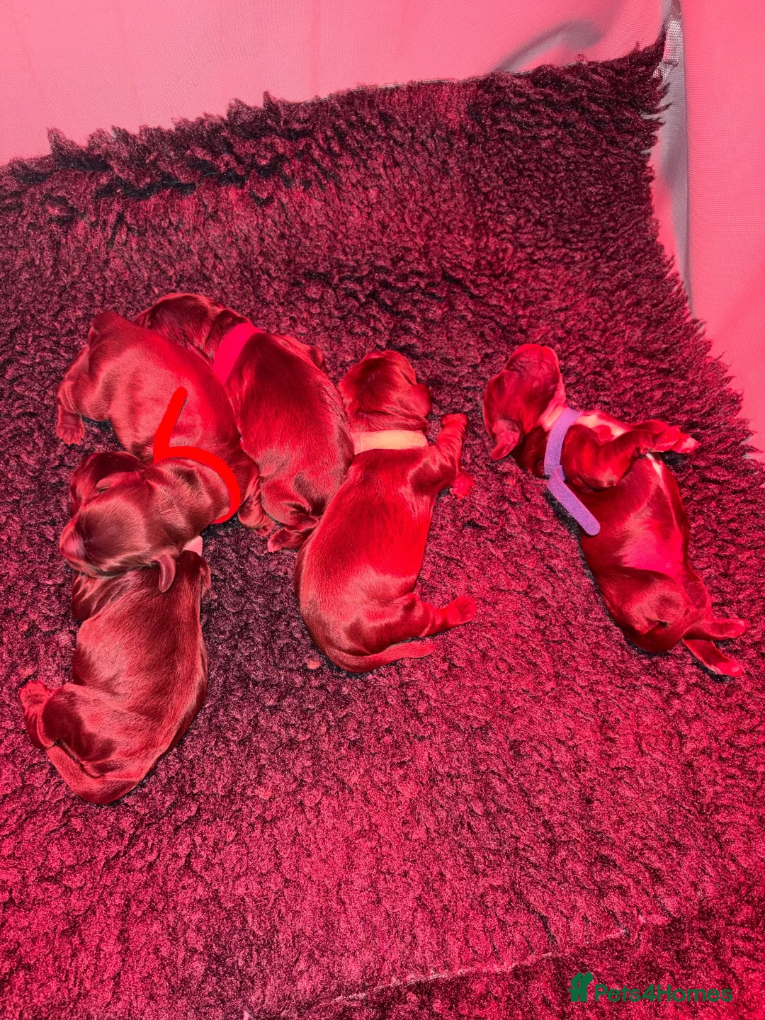 Cocker Spaniel dogs for sale: Cocker spaniel puppies looking for forever homes.  - Advert 12