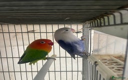 Lovebirds birds for sale: Love birds  - Image 3