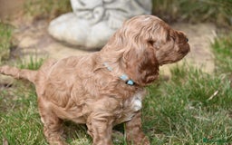 Cockapoo dogs for sale: Show Type Cockapoo Male. - Image 5
