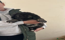 Caucasian Shepherd Dog dogs for sale:  ⭐️Caucasian shepherds⭐️puppies #bears big boned   - Image 26