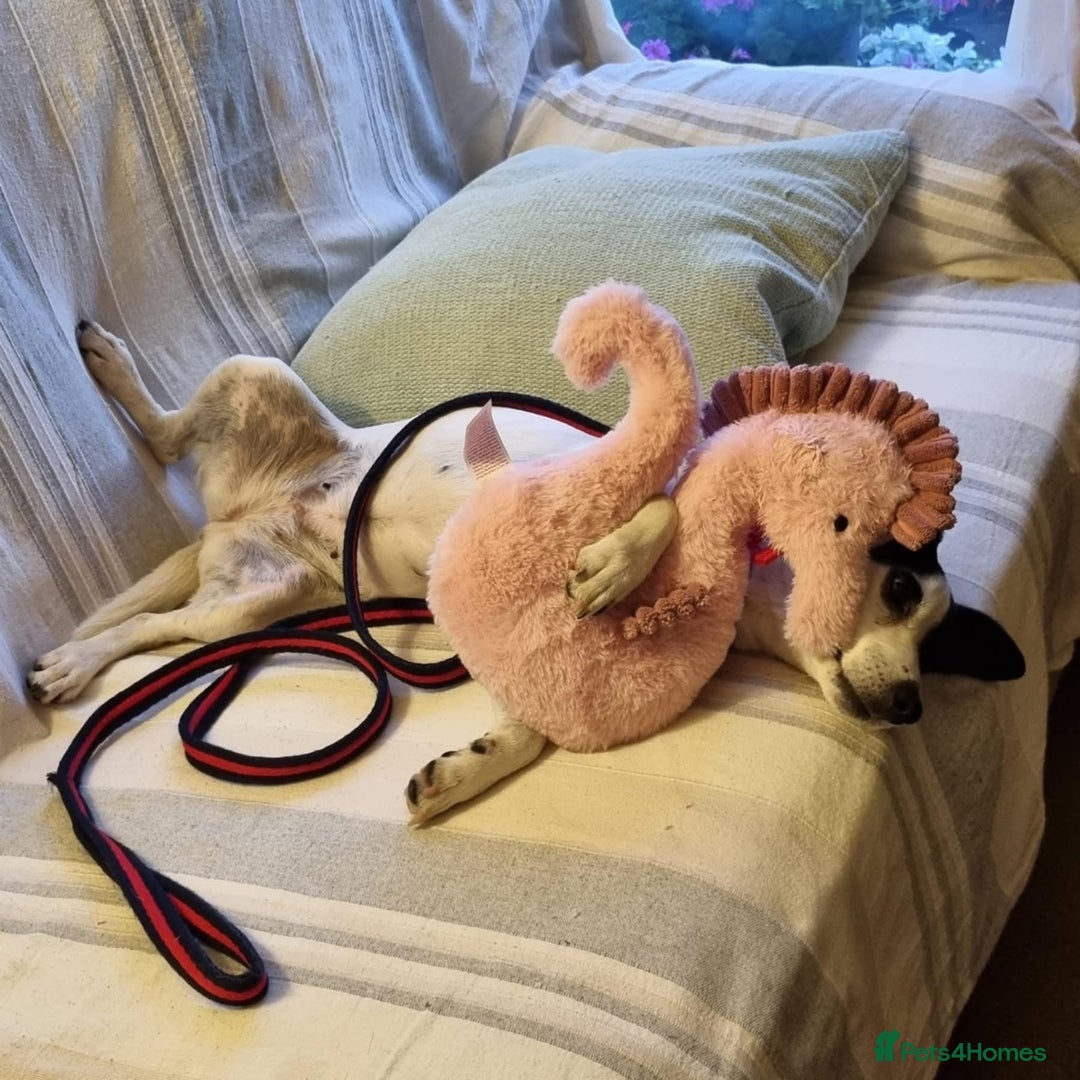 Jack Russell dogs for adoption: Brazen - Fakenham Norfolk  - Image 10