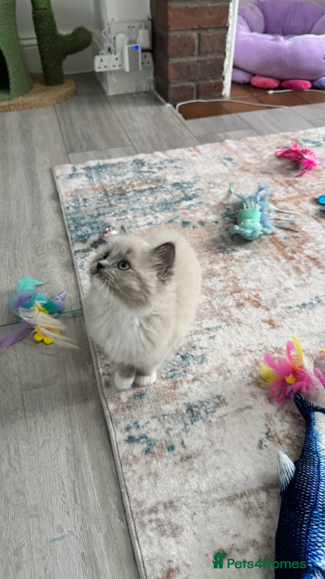 Ragdoll cats for sale: 100% Pure Mink and Blue Point Ragdoll Kittens  - Advert 5